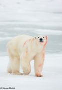 POLAR BEARS OF HUDSON BAY